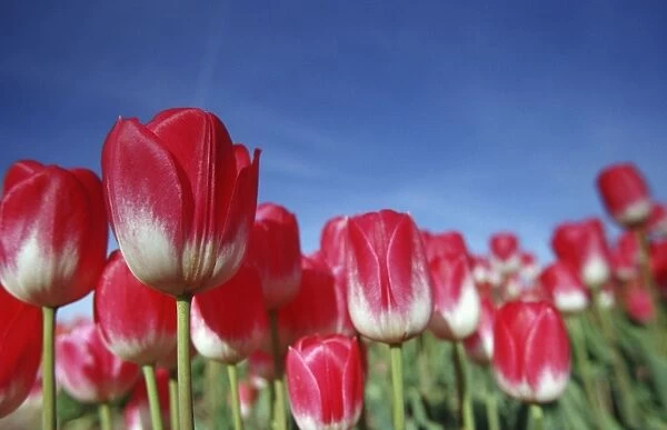 Tulipa species