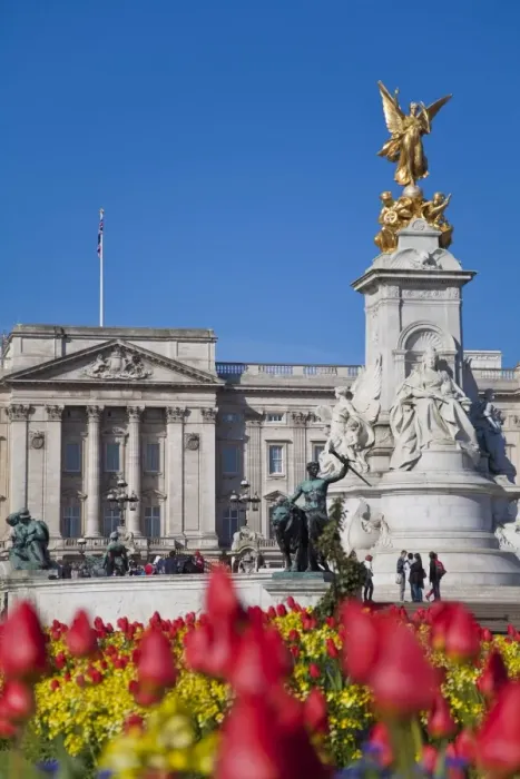 Framed Print : Tulips in front of Buckingham Palace and Victoria Memorial, London, England Framed Print : Tulips in front of Buckingham Palace and Victoria Memorial, London, England