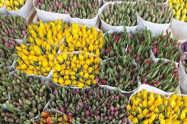 Tulips on display in the Bloemenmarkt (flower market), Amsterdam, Netherlands, Europe