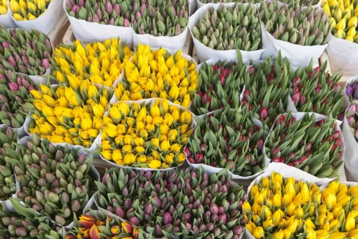Framed Print : Tulips on display in the Bloemenmarkt (flower market), Amsterdam, Netherlands, Europe Framed Print : Tulips on display in the Bloemenmarkt (flower market), Amsterdam, Netherlands, Europe