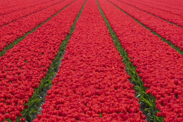Framed Print : Tulips fields in Lisse, South Holland, The Netherlands, Europe Framed Print : Tulips fields in Lisse, South Holland, The Netherlands, Europe