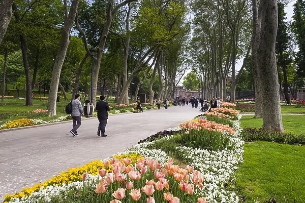 Tulips in Gulhane Park (Rosehouse Park), Istanbul, Turkey, Europe