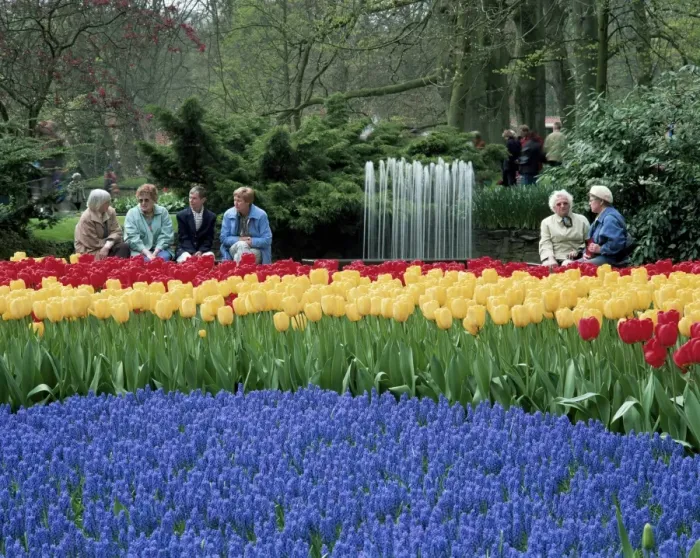 Framed Print : Tulips, Keukenhof Framed Print : Tulips, Keukenhof