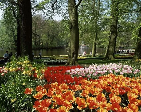 Tulips, Keukenhof Gardens