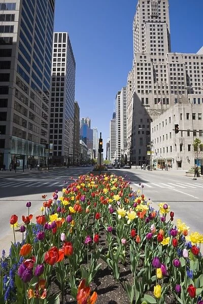 Tulips on North Michigan Avenue, The Magnificent Mile, Chicago, Illinois