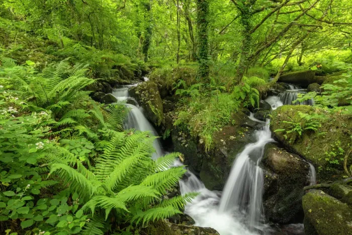 Framed Print : Tumbling waterfalls on a fast flowing stream through a verdant fern carpeted woodland, Dartmoor National Park, Devon, England, United Kingdom, Europe Framed Print : Tumbling waterfalls on a fast flowing stream through a verdant fern carpeted woodland, Dartmoor National Park, Devon, England, United Kingdom, Europe