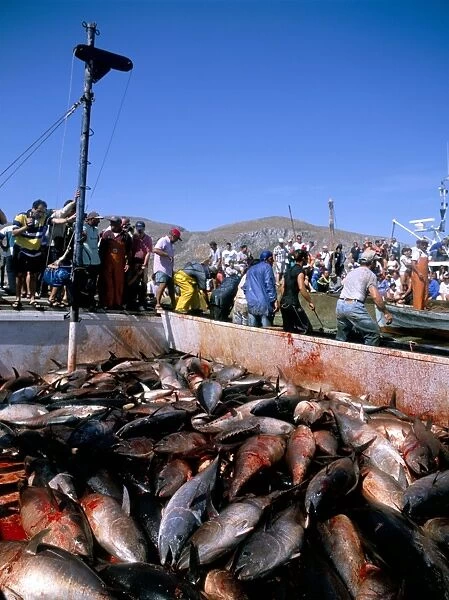 Tuna fish catch
