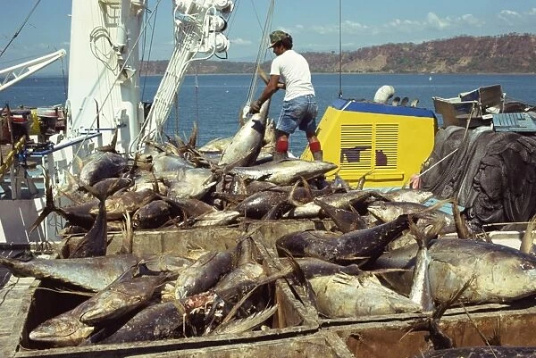 Tuna fishing, Caldera, Aruba, Lesser Antilles, Caribbean, Central America