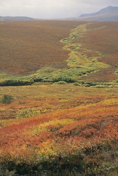Tundra in September including red patches of dwarf birch, Richardson Mountains