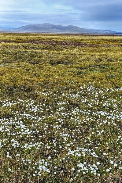 Tundra, Wrangel Island, UNESCO World Heritage Site, Chukotka, Russian Far East, Eurasia