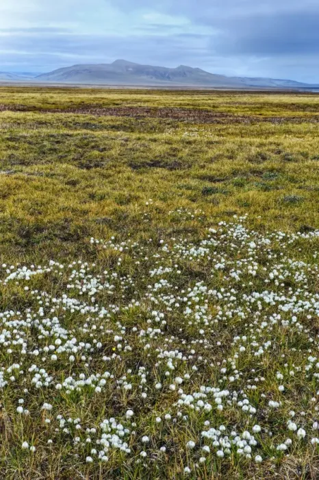 Framed Print : Tundra, Wrangel Island, UNESCO World Heritage Site, Chukotka, Russian Far East, Eurasia Framed Print : Tundra, Wrangel Island, UNESCO World Heritage Site, Chukotka, Russian Far East, Eurasia