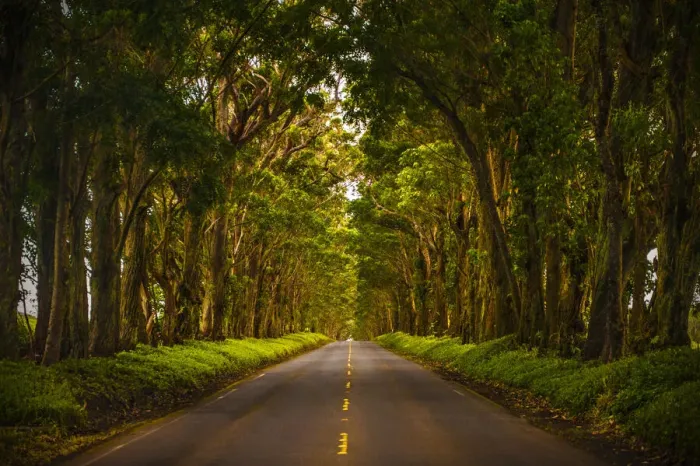 Framed Print : A tunnel of trees stretches to the horizon as light trickles down onto the road below Framed Print : A tunnel of trees stretches to the horizon as light trickles down onto the road below