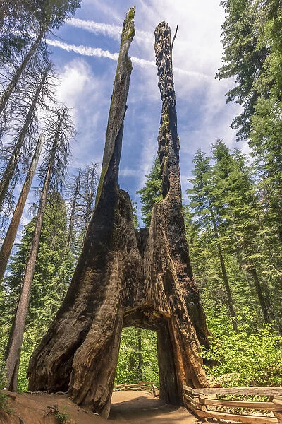 Tuolumne Grove of Giant Sequoias, Yosemite Valley, UNESCO World Heritage Site, California