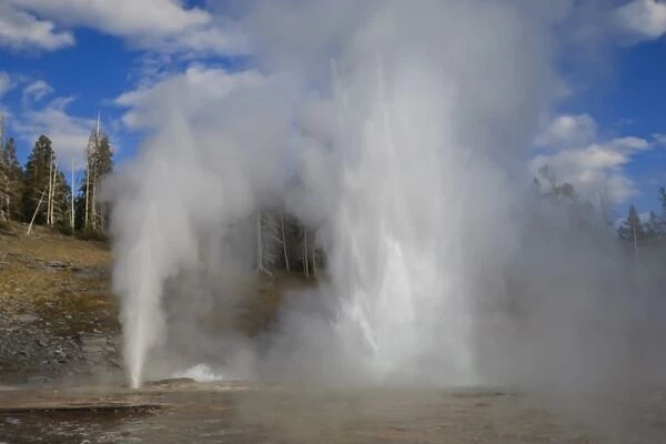 Turban, Vent and Grand Geysers erupt, Upper Geyser Basin, Yellowstone National Park, UNESCO World Heritage Site, Wyoming, United States of America, North America