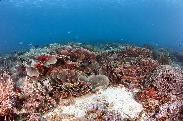 Turbinaria reniformis hard coral, Komodo, Indonesia, Southeast Asia, Asia