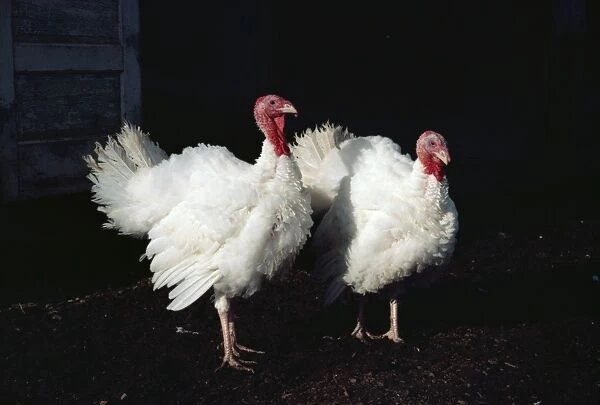 Turkeys, British Columbia, Canada, North America