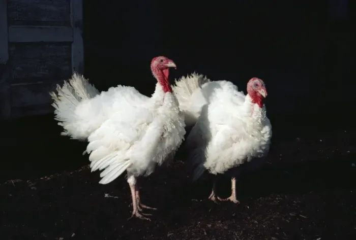 Framed Print : Turkeys, British Columbia, Canada, North America Framed Print : Turkeys, British Columbia, Canada, North America