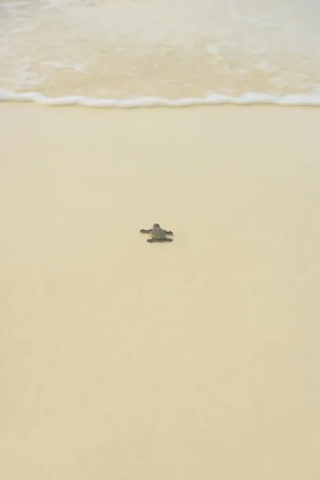 Framed Print : Turtle making its way to the water Framed Print : Turtle making its way to the water