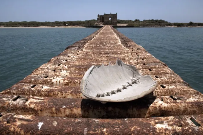 Framed Print : A turtle shell lies on a rusting jetty leading to Green Island, Massawa Framed Print : A turtle shell lies on a rusting jetty leading to Green Island, Massawa