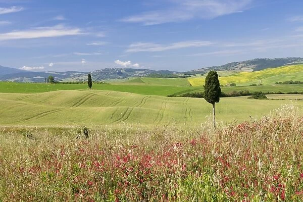 Tuscan landscape with cypress tree, near Pienza, Val d Orcia (Orcia Valley), UNESCO