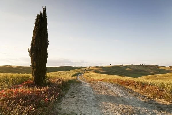 Tuscan landscape with cypress tree, near San Quirico, Val d Orcia (Orcia Valley)