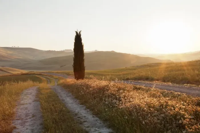 Framed Print : Tuscan landscape with cypress tree at sunrise, near San Quirico, Val d Orcia (Orcia Valley) Framed Print : Tuscan landscape with cypress tree at sunrise, near San Quirico, Val d Orcia (Orcia Valley)