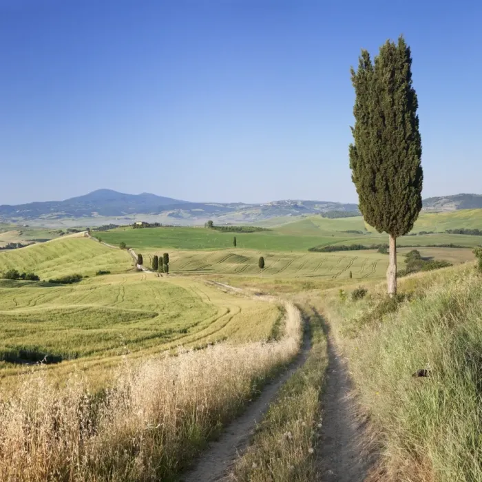 Framed Print : Tuscan landscape with cypress trees, near Pienza, Val d Orcia (Orcia Valley), UNESCO Framed Print : Tuscan landscape with cypress trees, near Pienza, Val d Orcia (Orcia Valley), UNESCO