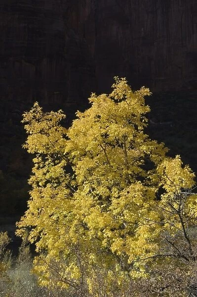 _TUW7248. Zion National Park, Utah, United States of America, North America