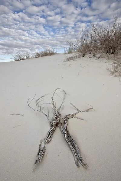 Twigs on the dunes, White Sands National Monument, New Mexico, United States of America, North America