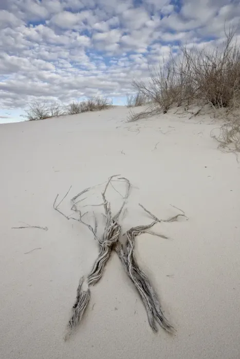 Framed Print : Twigs on the dunes, White Sands National Monument, New Mexico, United States of America, North America Framed Print : Twigs on the dunes, White Sands National Monument, New Mexico, United States of America, North America