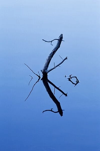 Twigs reflected in Sprague Lake