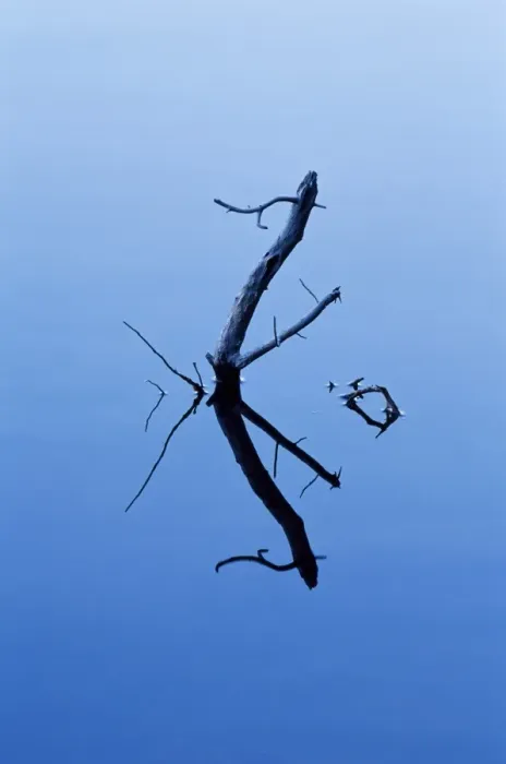 Framed Print : Twigs reflected in Sprague Lake Framed Print : Twigs reflected in Sprague Lake