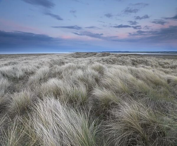 Twilight on the dunes at Holme Nature Reserve, Norfolk, England