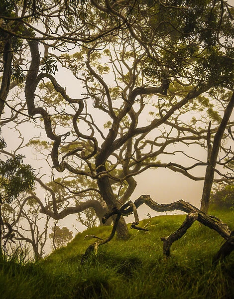 A twisted Koa tree in the high-mountain misty forests of Kauai, Hawaii