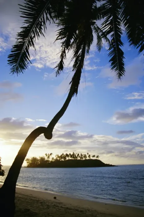 Framed Print : Twisted palm tree, Taakoka Island, Rarotonga, Cook Islands, Polynesia, South Pacific islands Framed Print : Twisted palm tree, Taakoka Island, Rarotonga, Cook Islands, Polynesia, South Pacific islands