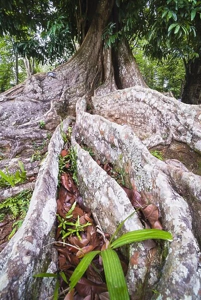 Twisted roots of an old tree, Kandy Royal Botanical Gardens, Peradeniya, Kandy, Sri Lanka, Asia