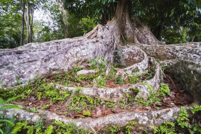 Framed Print : Twisted roots of an old tree at Kandy Royal Botanical Gardens, Peradeniya, Kandy, Sri Lanka, Asia Framed Print : Twisted roots of an old tree at Kandy Royal Botanical Gardens, Peradeniya, Kandy, Sri Lanka, Asia