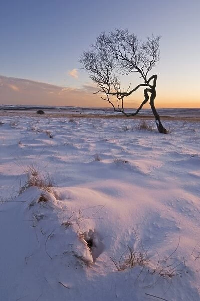 Twisted tree in the snow at sunset, Peak District National Park, Derbyshire