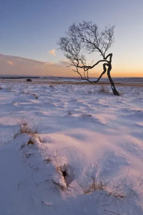 Framed Print : Twisted tree in the snow at sunset, Peak District National Park, Derbyshire Framed Print : Twisted tree in the snow at sunset, Peak District National Park, Derbyshire