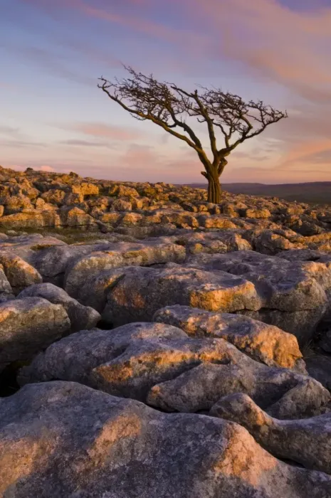 Framed Print : Twisted tree, Twistleton Scar End, Ingleton, Yorkshire Dales National Park Framed Print : Twisted tree, Twistleton Scar End, Ingleton, Yorkshire Dales National Park