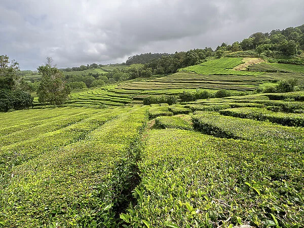 Twisting tea bush lines in the tea plantation of Cha Gorreana, The Azores, Portugal, Atlantic