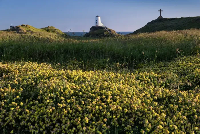 Framed Print : Twr Mawr lighthouse and wildflowers on Llanddwyn Island in summer, near Newborough, Anglesey, North Wales, United Kingdom, Europe Framed Print : Twr Mawr lighthouse and wildflowers on Llanddwyn Island in summer, near Newborough, Anglesey, North Wales, United Kingdom, Europe