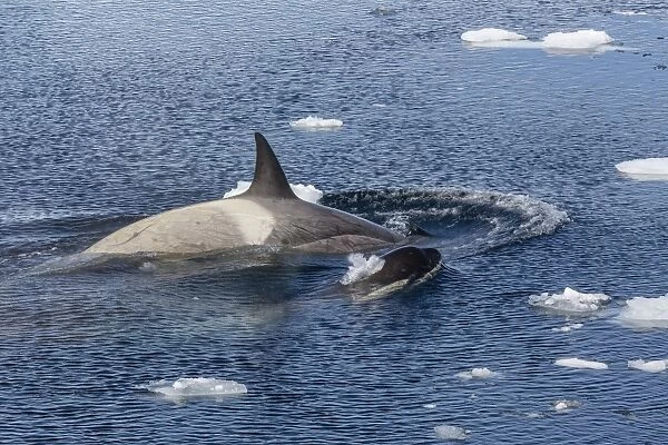 Type B killer whales (Orcinus orca) travelling and socializing in Lemaire Channel near the Antarctic Peninsula, Southern Ocean, Polar Regions