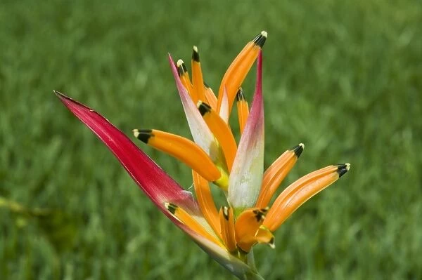 Type of Bird of Paradise plant, Costa Rica, Central America