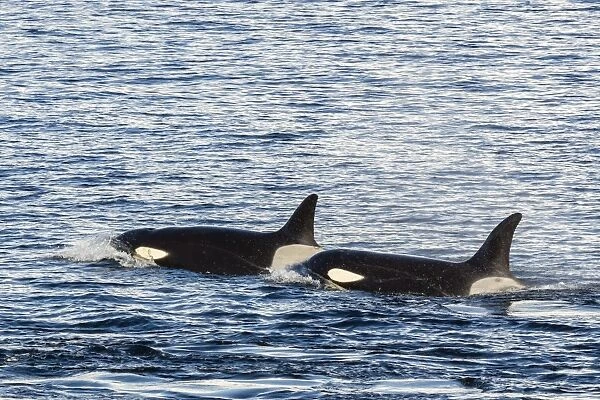 Type A killer whales (Orcinus orca) travelling and socializing in Gerlache Strait near the Antarctic Peninsula, Southern Ocean, Polar Regions