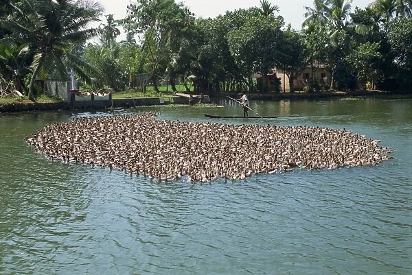 Typical backwater scene of ducks herded onto rice fields