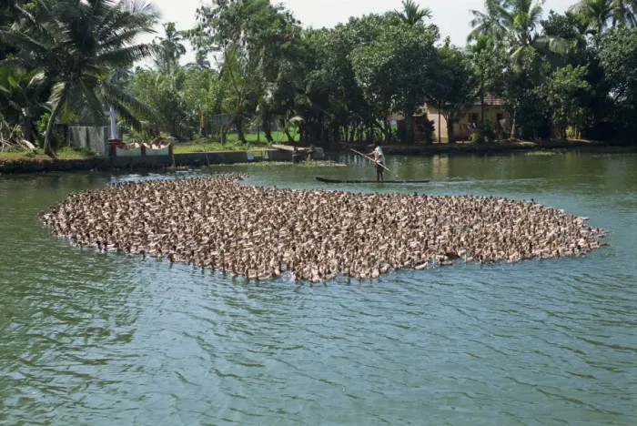 Framed Print : Typical backwater scene of ducks herded onto rice fields Framed Print : Typical backwater scene of ducks herded onto rice fields
