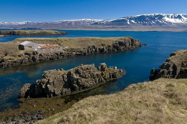 Typical fjord landscape on coast, Vopnafjordur, Iceland, Polar Regions