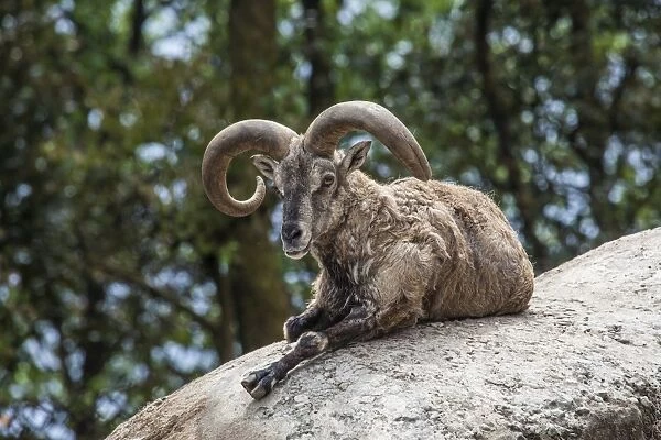 Typical goat of northern India rests on a rock in the sun in a wildlife reserve, Darjeeling