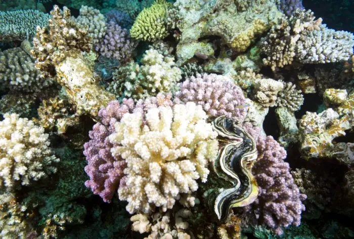 Framed Print : Typical healthy Red Sea hard coral reef landscape, Marsa Alam, Egypt, North Africa, Africa Framed Print : Typical healthy Red Sea hard coral reef landscape, Marsa Alam, Egypt, North Africa, Africa